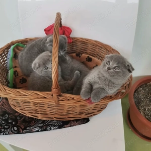 Scottish Fold de vanzare - imagine 2