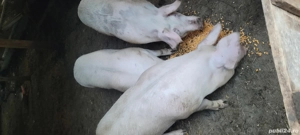 Vând porci 100kg - imagine 2