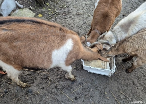 Vand Capre si Iezi - imagine 2