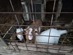 Vand Capre si Iezi - imagine 3