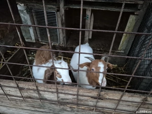 Vand Capre si Iezi - imagine 4