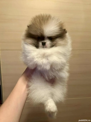 vand fetita pomeranian cu pedigree 