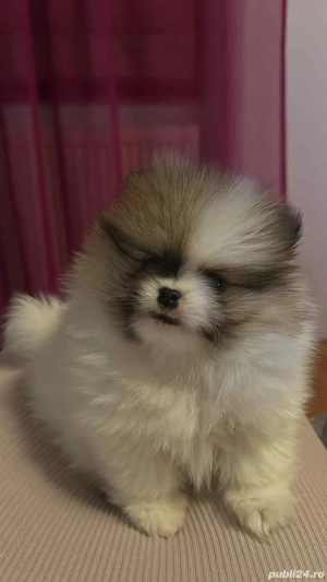 vand fetita pomeranian cu pedigree  - imagine 4