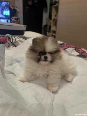 vand fetita pomeranian cu pedigree  - imagine 2