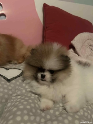 vand fetita pomeranian cu pedigree  - imagine 3