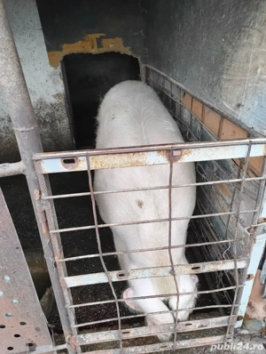Vând porc pentru sacrificat de Crăciun  - imagine 4