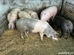 Porci de carne de vânzare crescuti natural