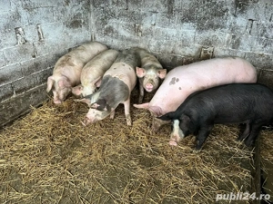 Porci de carne de vânzare crescuti natural - imagine 2