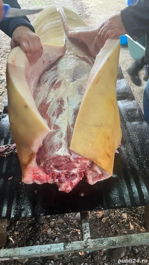 Vând porc pentru sacrificat de Crăciun  - imagine 5