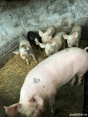 Porci de carne de vânzare crescuti natural - imagine 3