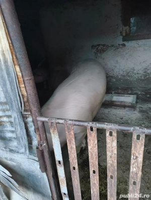 Vând porc pentru sacrificat de Crăciun  - imagine 3
