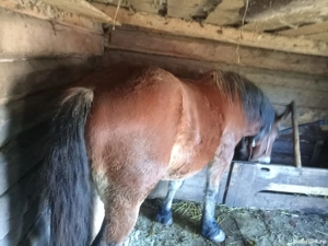 Vand cal de tractiune - imagine 3