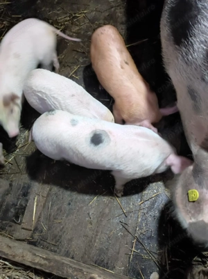 Purcei de vânzare  - imagine 4