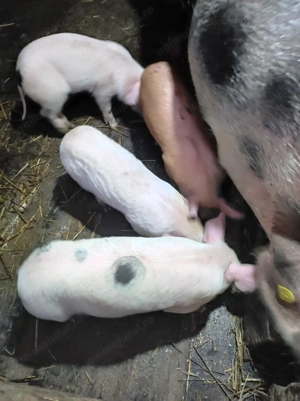 Purcei de vânzare  - imagine 2