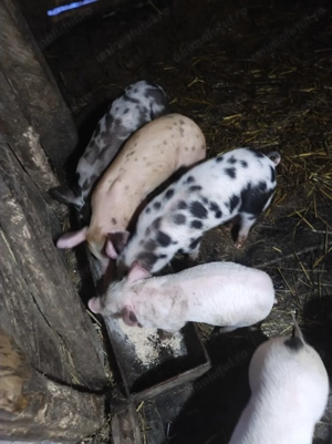 Purcei de vânzare  - imagine 3