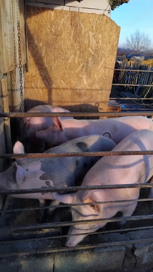 Vand sau schimb cu oi - imagine 2