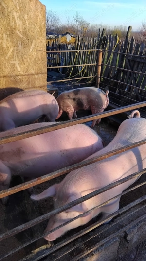 Vand sau schimb cu oi - imagine 4