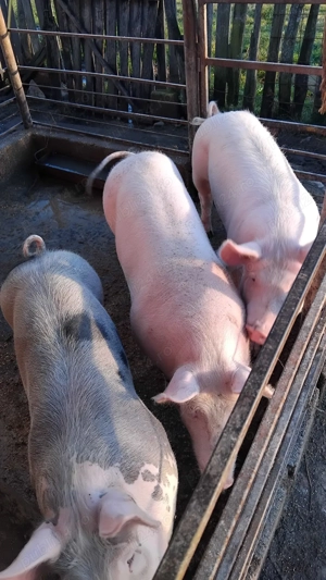 Vand sau schimb cu oi - imagine 3