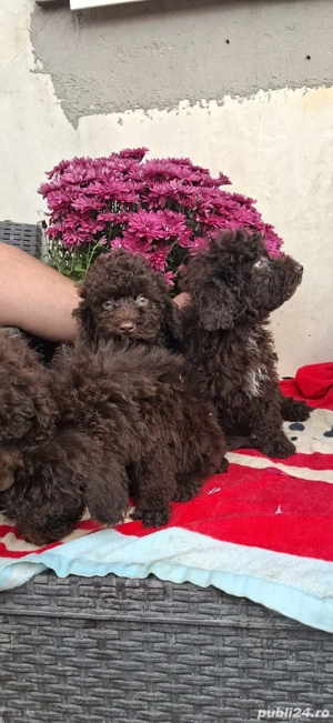 Pudel maro - imagine 5