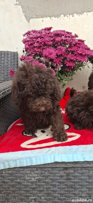 Pudel maro - imagine 4