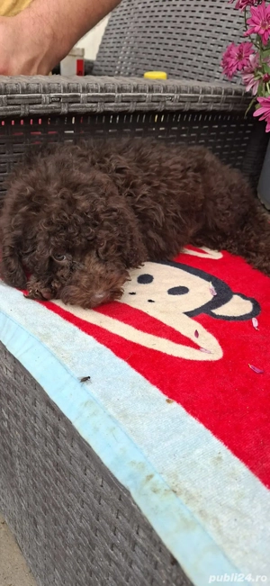 Pudel maro - imagine 2