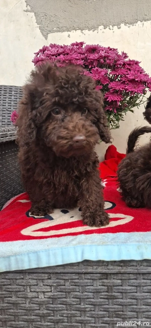 Pudel maro - imagine 3