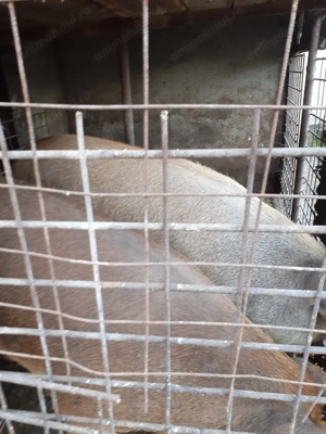 Vând PORC DE RASĂ duroc,de curte 180kg-200kg ,18 ron kg preț ușor negociabil. Detalii la nr   - imagine 3
