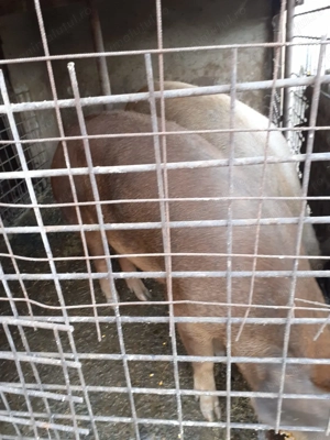 Vând PORC DE RASĂ duroc,de curte 180kg-200kg ,18 ron kg preț ușor negociabil. Detalii la nr   - imagine 2
