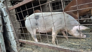 De vânzare 80 100 kg - imagine 4