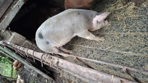 De vânzare 80 100 kg - imagine 5