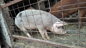 De vânzare 80 100 kg - imagine 2