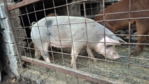 De vânzare 80 100 kg - imagine 3