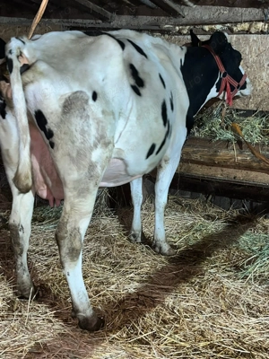 Ofer spre vânzare văcuțe 