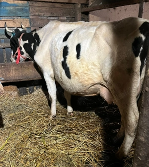 Ofer spre vânzare văcuțe  - imagine 3