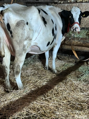 Ofer spre vânzare văcuțe  - imagine 4