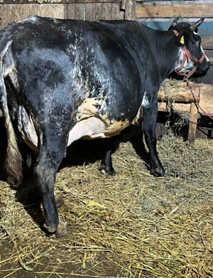 Ofer spre vânzare văcuțe  - imagine 5