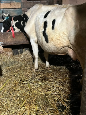 Ofer spre vânzare văcuțe  - imagine 2