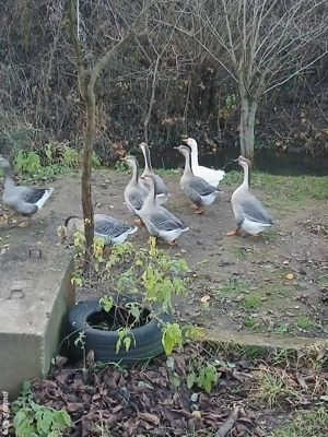 gasca de vanzare  - imagine 3