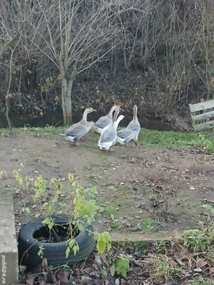 gasca de vanzare  - imagine 2