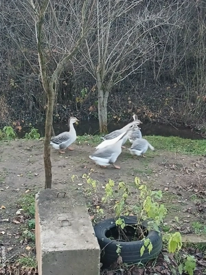 gasca de vanzare  - imagine 4