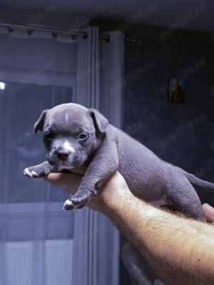 Căței de American Bulli poket 