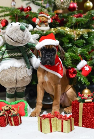 Pui Boxer cu pedigree  - imagine 4