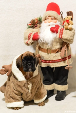 Pui Boxer cu pedigree  - imagine 3