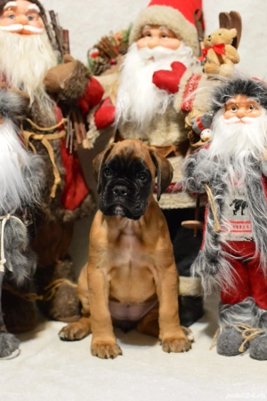Pui Boxer cu pedigree  - imagine 2