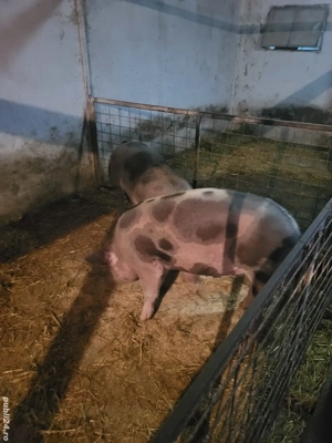 Vand porci 170-180 - imagine 2