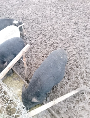 Vând purcei vietnamezi