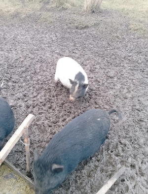 Vând purcei vietnamezi - imagine 2