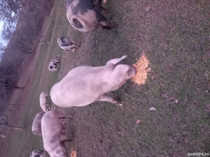 vand porci  - imagine 2