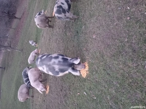 vand porci  - imagine 3