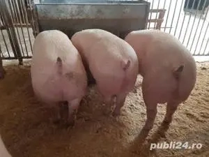 Vand porc, porci de tara cu greutate intre 100 si 300 kg - imagine 2
